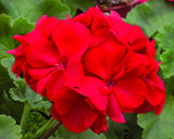 STIYA NYCE ATTAR CONCENTRATED NON ALCOHOLIC PERFUME